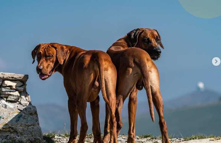 che cane hai chi sei razze particolari